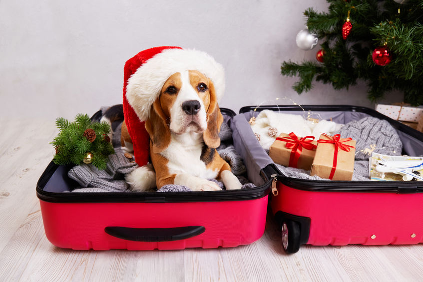 A Beagle dog in a Santa hat sitting in an open red suitcase, getting ready for holiday travel.