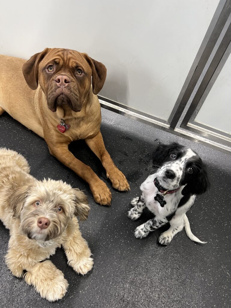 Three of our esteemed training guests—a brown dog, a black and white dog, and a tan dog—looking into the camera.