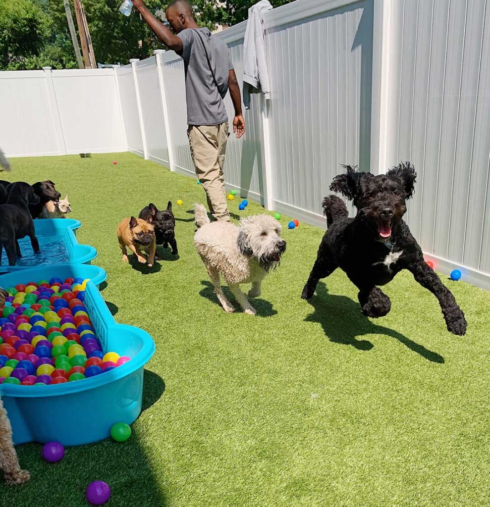 Outdoor play yard for dogs